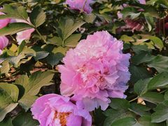 -北京市劳动人民文化宫(太庙)