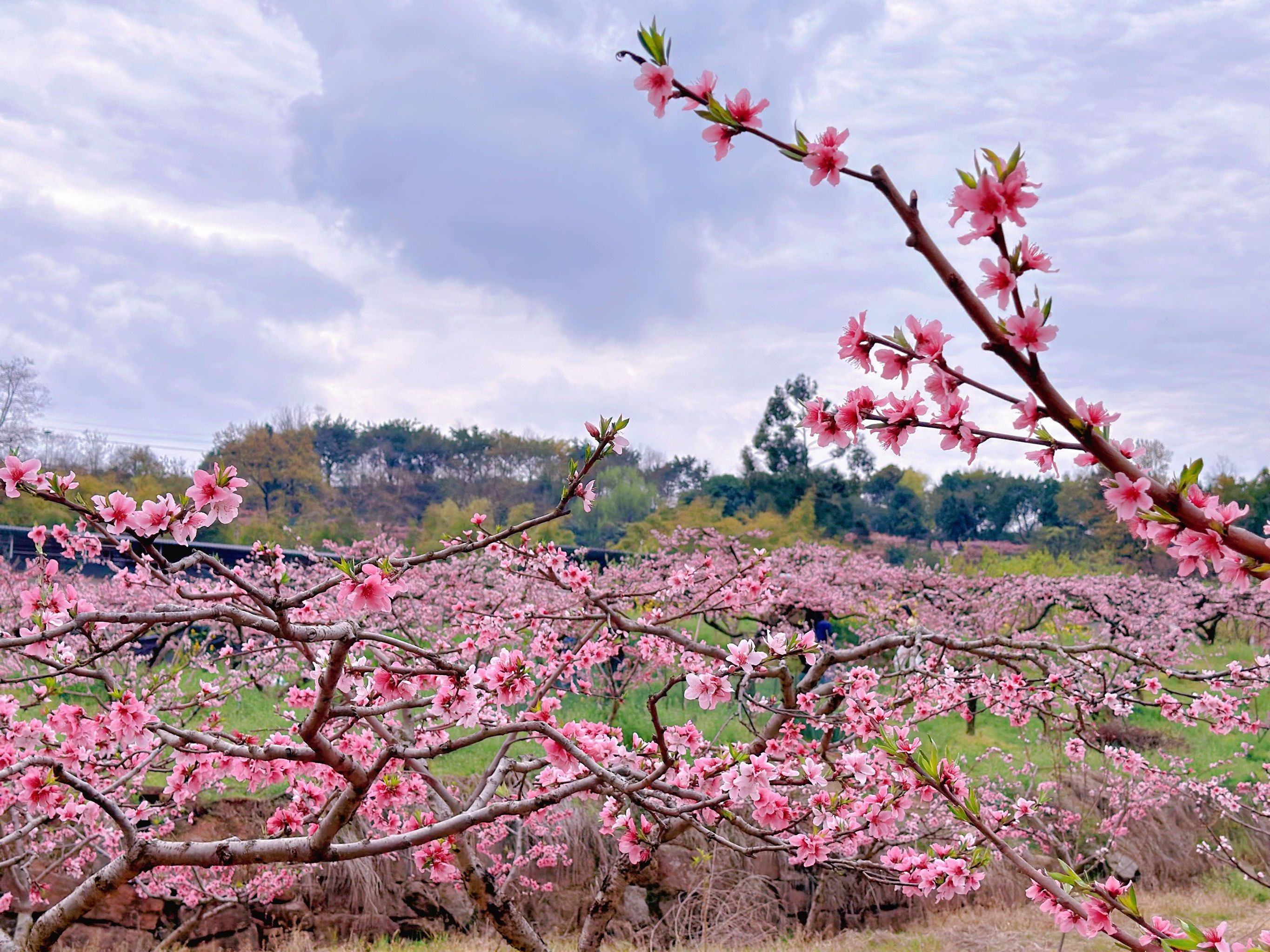 龙泉山桃花故里采风