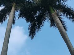 -海珠湖公园