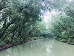 -大湾区中央湿地公园