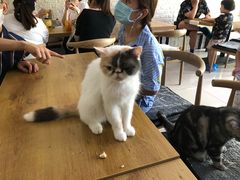 -平行世界·猫咖(首经贸店)