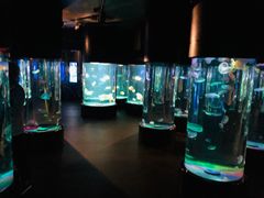 -悉尼海洋生物水族馆