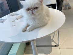 -怪兽屋·羊驼·猫咖·狗咖(俊华广场店)
