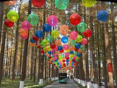 -黄海国家森林公园