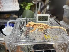 -酷以爬仙阁实体爬宠店·守宫·蜥蜴·专业繁育