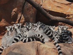 -北京野生动物园