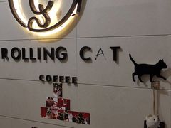 -滚猫咖啡·猫咖·猫友好撸猫(未来城店)