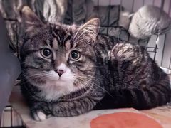 -纳吉亚猫专科动物诊疗中心(蒋宅口分院)