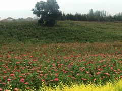 -北纬44度·金珠花海休闲农业旅游景区