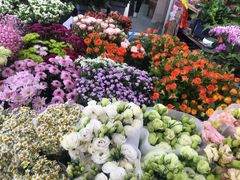 -曲阳花鸟市场(曲阳路店)