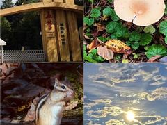 -五营红松林海景区