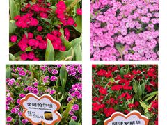 -荷兰花海