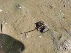 -红树林天天赶海