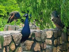 -J Create城市露营咖啡·简餐·宠物(上海动物园店)