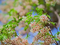 -国家植物园南园