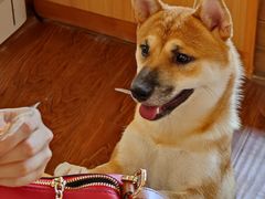 -豆柴町-柴犬主题狗咖(红鼎国际C座店)