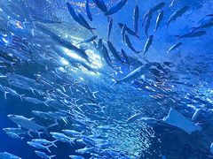 -海合安武汉极地海洋公园