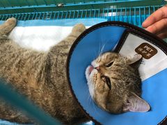 -米苏动物医院·犬猫专科·骨科外科内窥镜