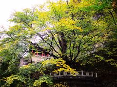 -藏山旅游风景区