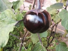 -万源龙顺度假庄园生态观光园