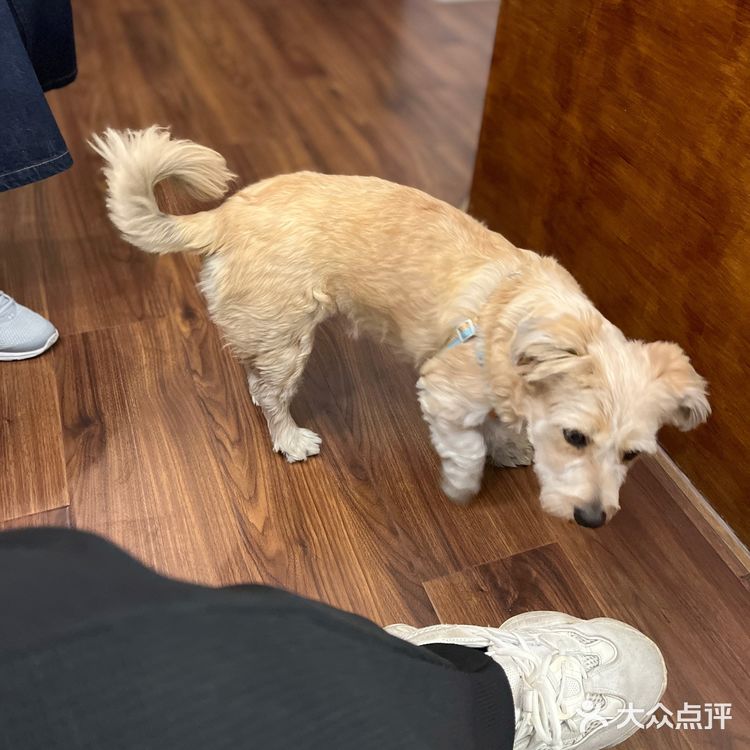 在合肥最像上海的小资情调店