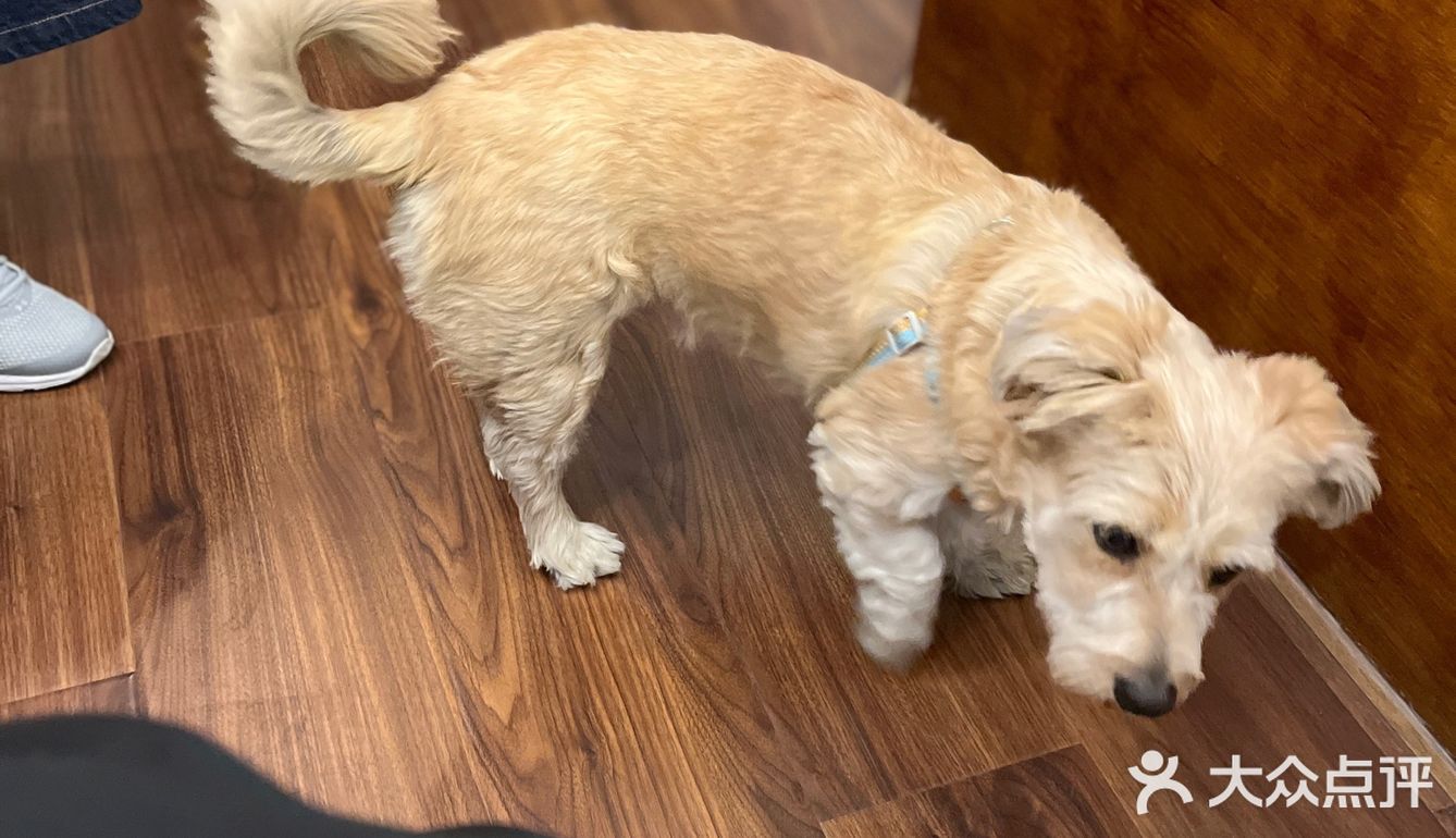 在合肥最像上海的小资情调店