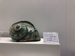 -贝壳王国博物馆