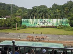 -深圳野生动物园