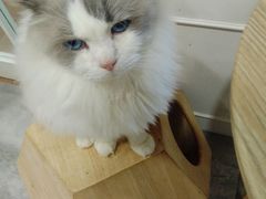 -楼上猫咖(罗湖店)