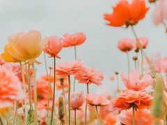 -猪脑壳凉面(武陵源店)