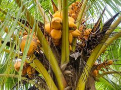 -兴隆槟榔园休闲农庄