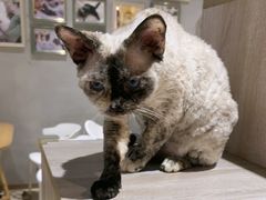 -藏猫猫咖啡主题馆(中央大道店)