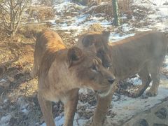 -栾川竹海野生动物园
