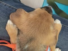 -天宠宠物医院24小时·急重症诊疗中心·全科·腔镜特色(和平分院)