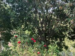 -神光山国家森林公园