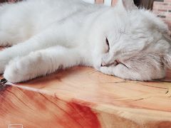 -蓝鲸·缅因猫舍