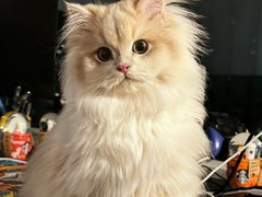 -lincat·猫舍(广州店)