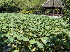 -上海醉白池公园