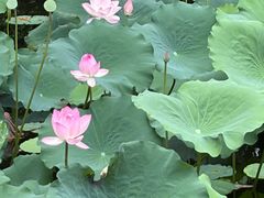 -荔湾湖公园