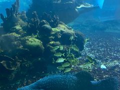 -海棠湾洲际-涛·海底餐厅·美人鱼·自助餐·海底隧道