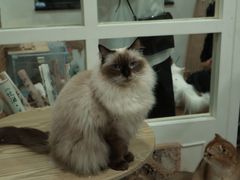 -楼上猫咖(罗湖店)