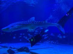 -烟台海昌鲸鲨海洋公园