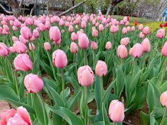 -石家庄市植物园