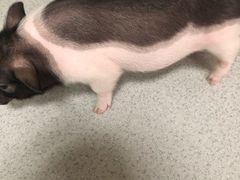 -我爱猫咪·猫咖·狗咖·安哥拉兔·羊驼咖(小寨华旗店)