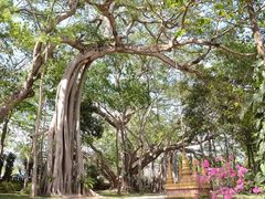 景点-瑞丽独树成林风景区