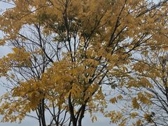 -大塘金香草谷