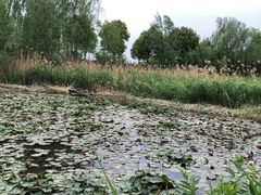 -灵山莲花公园-温泉度假区