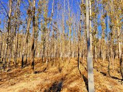-野鸭湖国家湿地公园