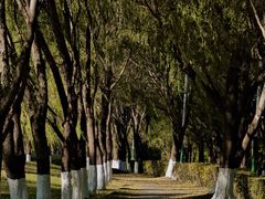 -长白岛森林公园