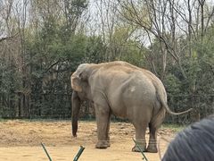 -合肥野生动物园